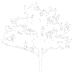 Park Loft tree logo in white