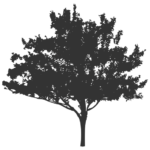 Park Loft tree logo in dark gray